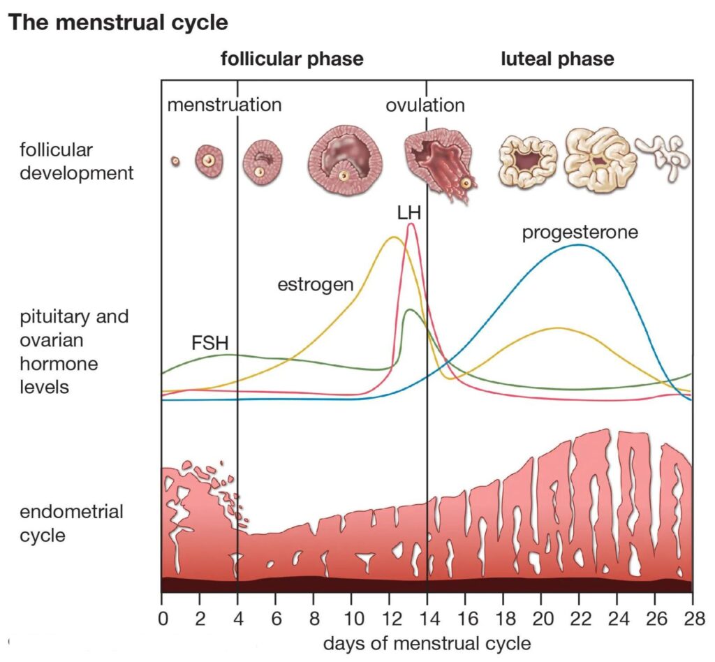 what-causes-menstrual-cycle-to-change-dates-every-month-healthy-lady